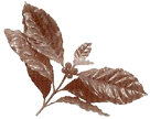 Coffee Plant Image